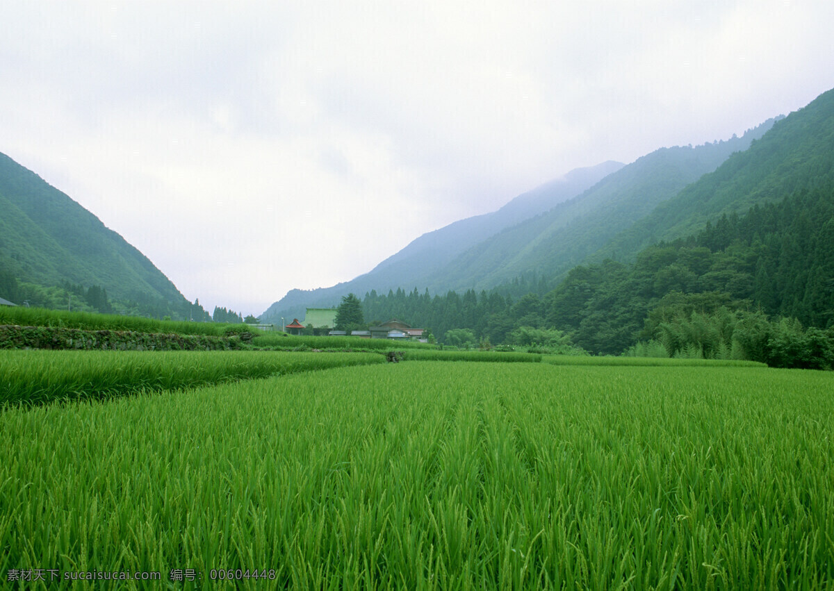 稻田免費下載 稻田 天空 田野 鄉(xiāng)村田園圖片 植物 莊稼 風景 生活 旅游餐飲