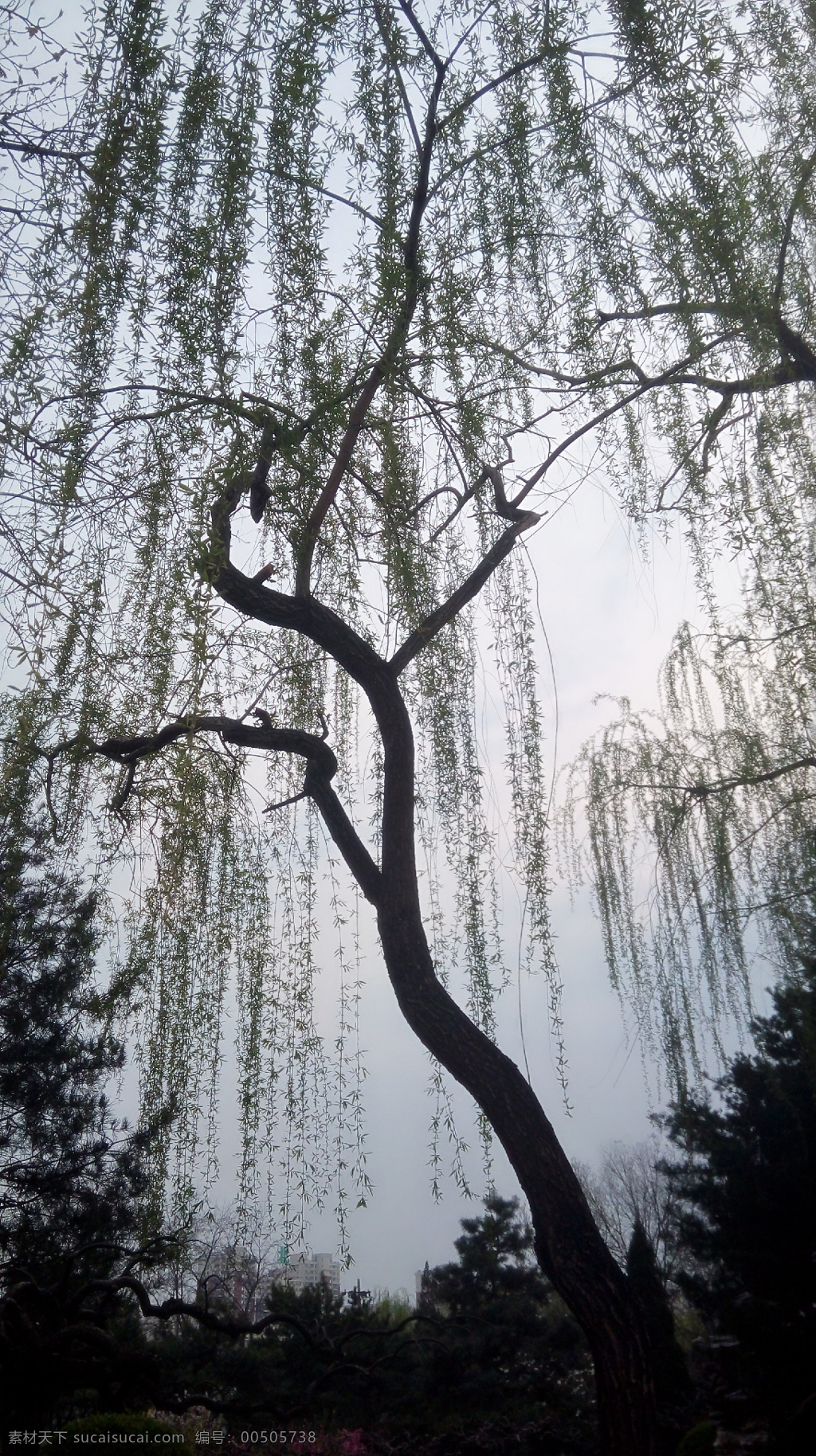 柳樹(shù) 綠色 挺拔 風(fēng)景 參天 生物世界 樹(shù)木樹(shù)葉