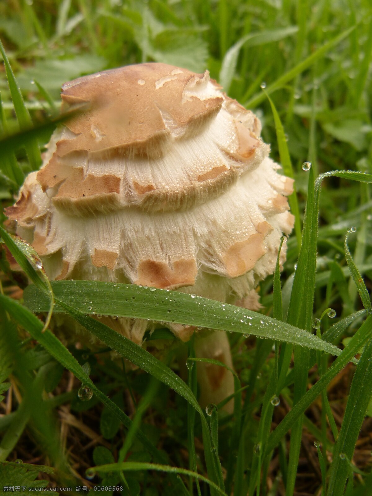 菌類 蘑菇 野生菌 蔬菜 香菇 美食 食材 真菌 野蘑菇 木耳 雨馨 蘑菇云 菌類植物 菌子 傘菌科 野生蘑菇 蘑菇菌 其他生物 生物世界