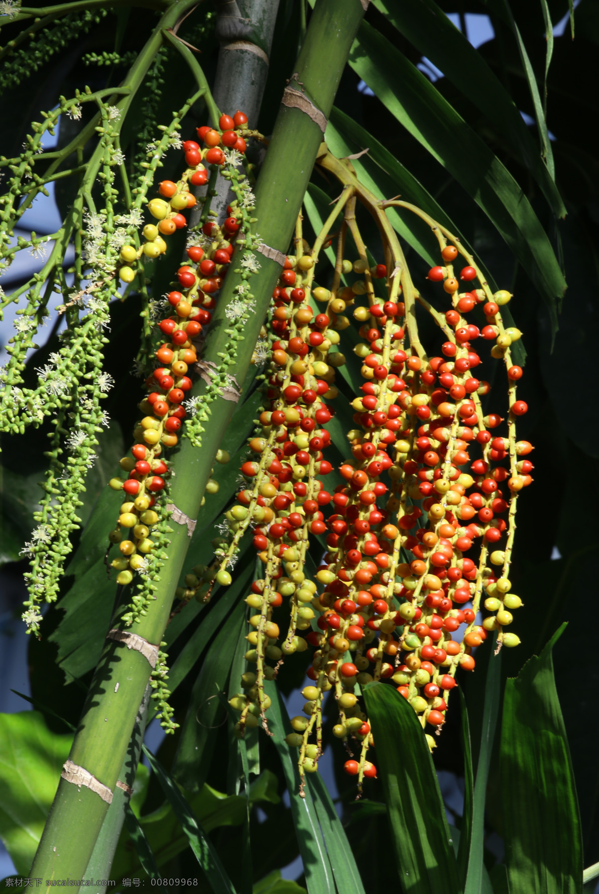 三藥檳榔 三雄芯檳榔 花卉 果實 花草 植物 園林綠化 綠化景觀 觀葉植物 花卉大觀園 生物世界