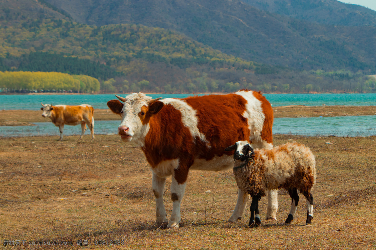 牛 羊 自然 和谐 漫步 老黄牛 牲口 牲畜 家养 湖边 河边