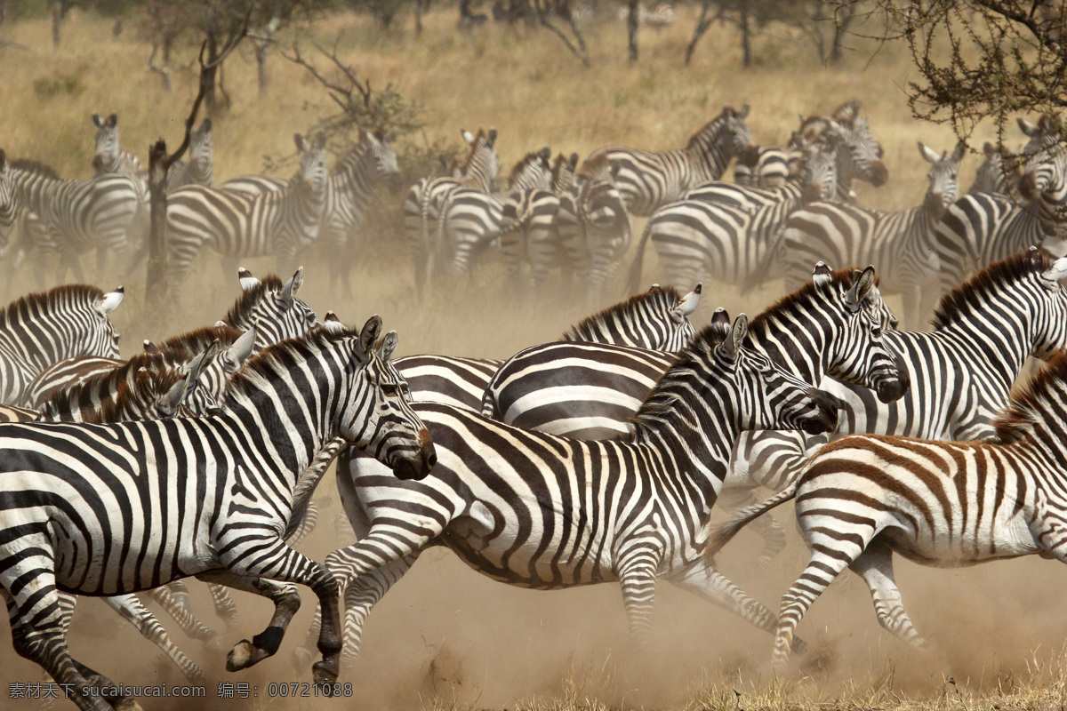 奔跑 斑马 群 动物 养生动物 动物素材 动物摄影 动物图片 陆地动物 喷跑 生物世界