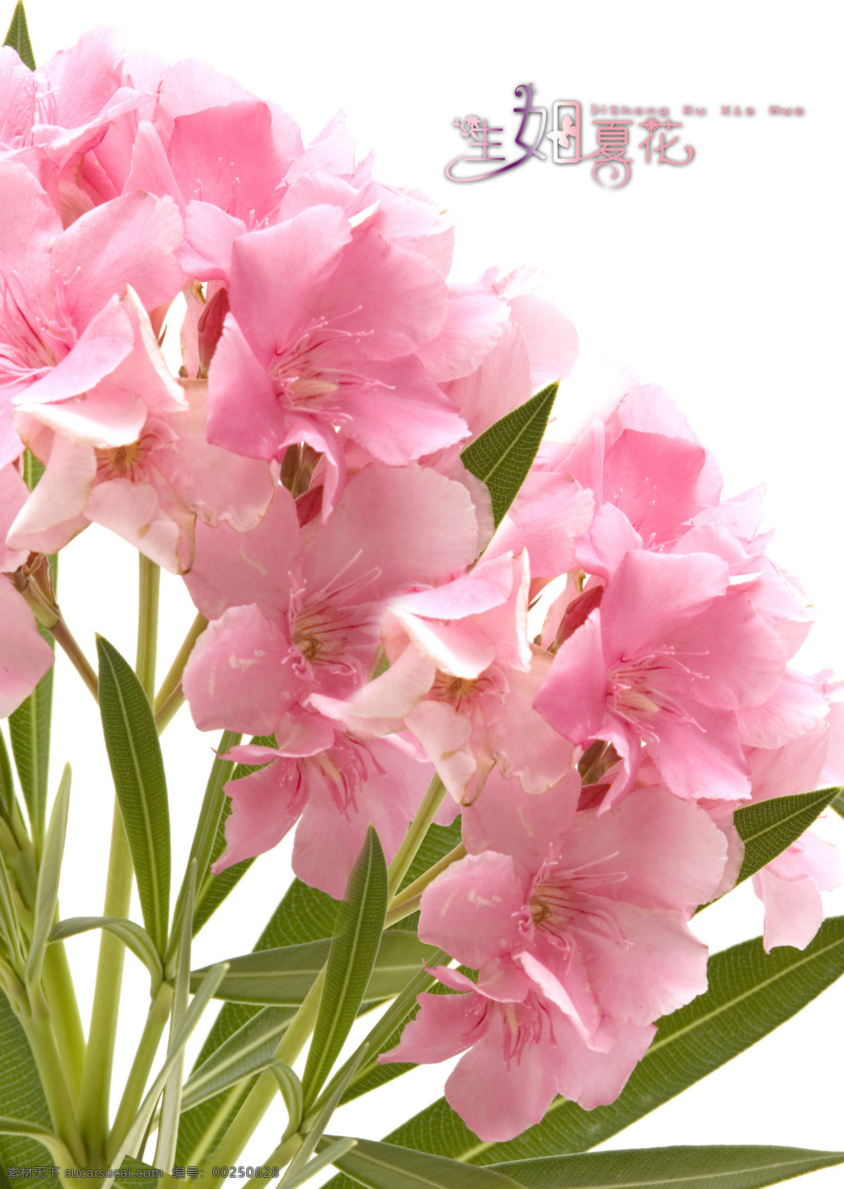 底紋邊框 粉色花 粉色花朵 花瓣 花草 花蕊 綠葉 夢幻 太陽花 生物世界 設(shè)計圖庫 移門 移門圖案 裝飾素材