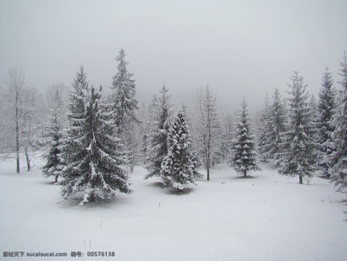 冬季雪松 風(fēng)光攝影圖片 自然風(fēng)光 風(fēng)光攝影 冬天景色 冬季景色 冬季風(fēng)光 冬天美景 冬天 冬季 積雪 銀色世界 雪松 雪樹 雪地 美麗風(fēng)光 美麗風(fēng)景 風(fēng)光圖片 冬季美景 自然風(fēng)景 自然景觀