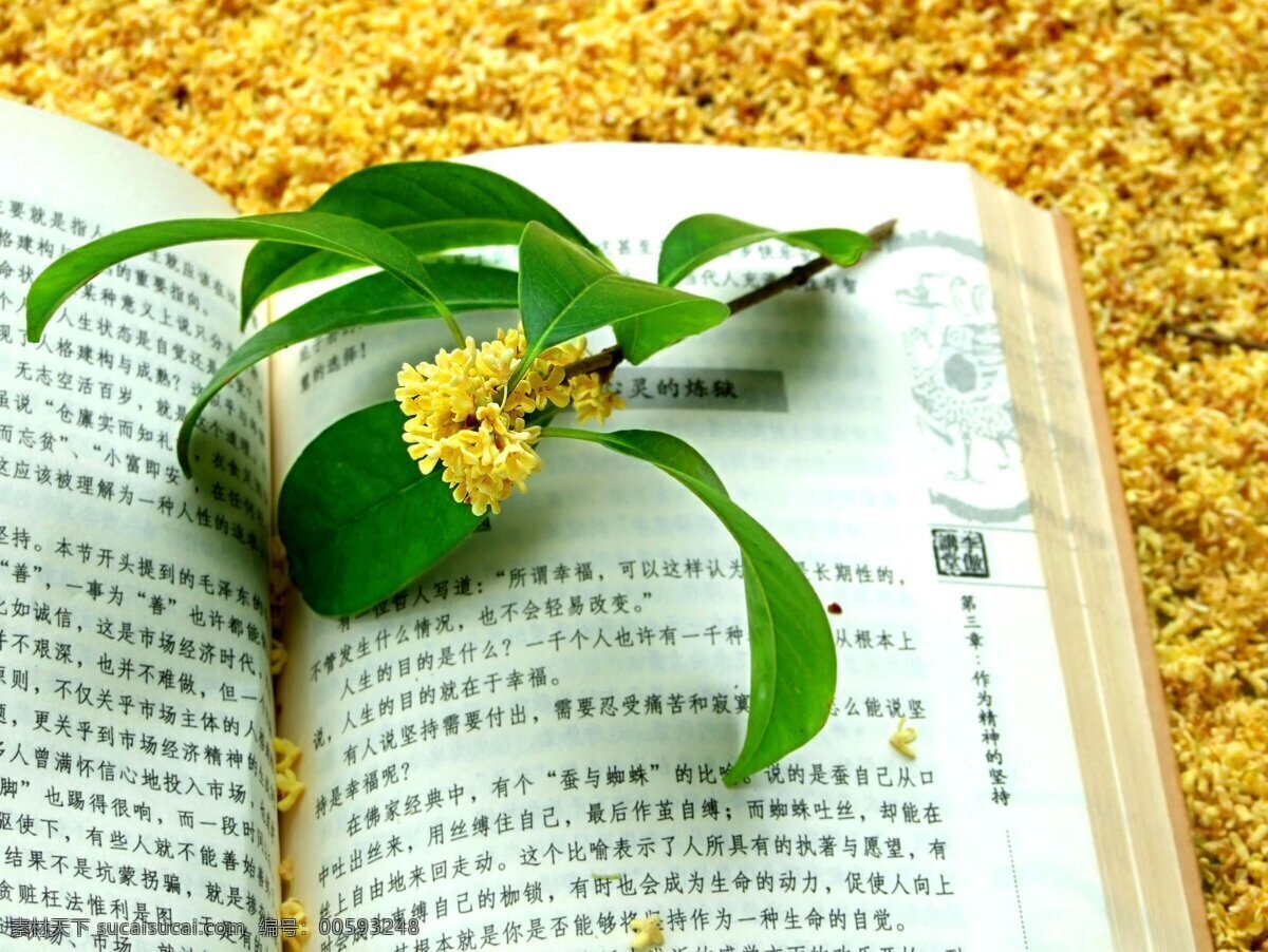 桂花與書(shū)本 桂花 桂 書(shū)本 書(shū) 花草 生物世界