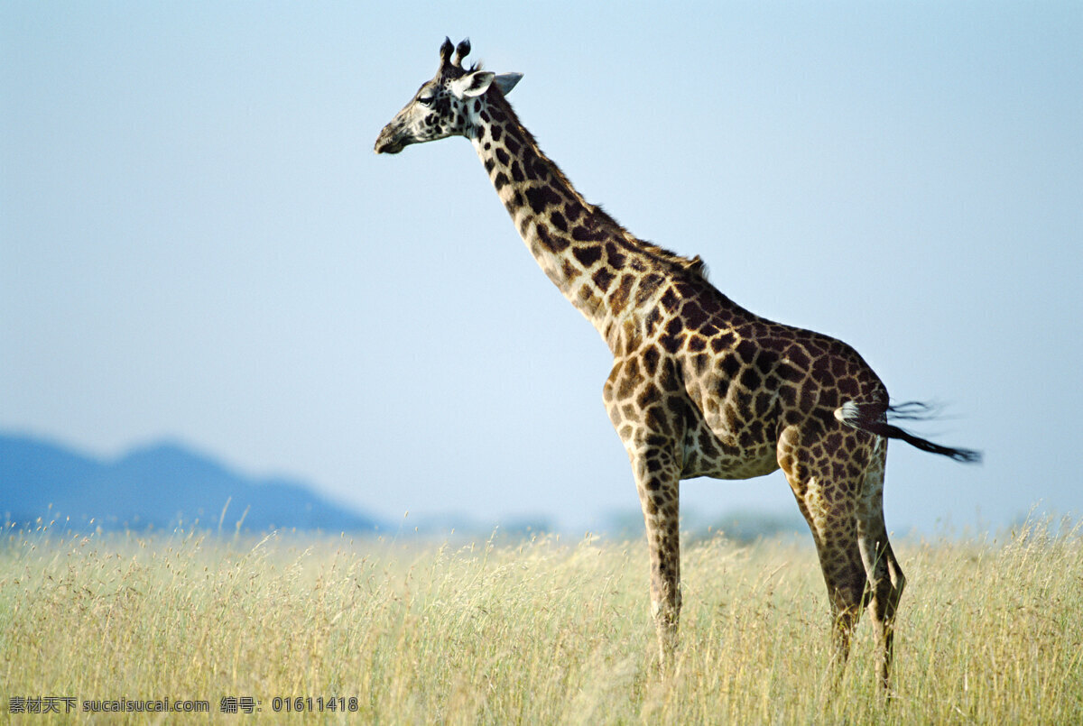 非洲 野生动物 长颈鹿 非洲野生动物 动物世界 动物 jpg图片 生物世界 摄影图片 脯乳动物 全身长颈鹿 陆地动物 黄色