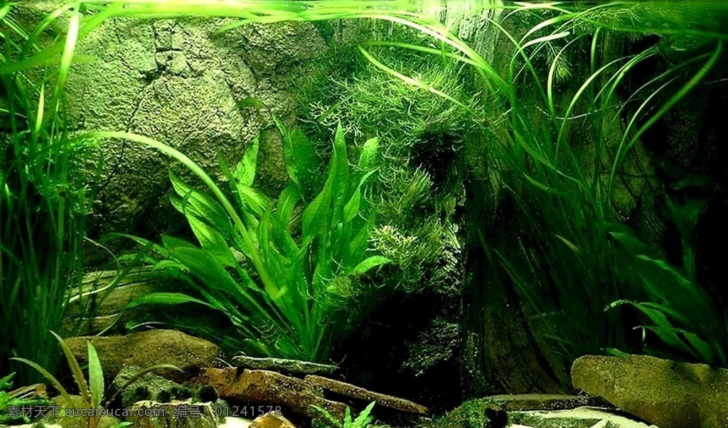 魚(yú)缸造景藝術(shù) 高清實(shí)景拍攝 背景素材 高清 正膠貼圖 魚(yú)缸背景 造景 文化藝術(shù)