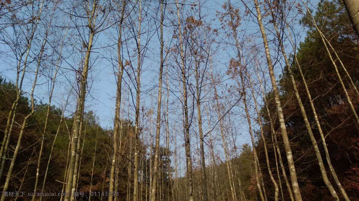 冬日山林 藍(lán)天 樹林 冬日 山林 風(fēng)景 自然景觀 自然風(fēng)景