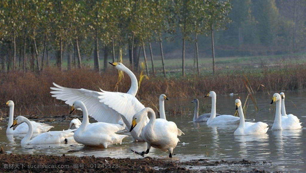 平陆 黄河 湿地 迎来 越冬 白天鹅 平陆黄河湿地 越冬白天鹅 旅游摄影 国内旅游