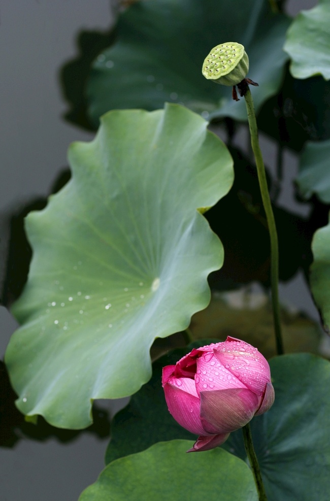 公园荷塘图片 荷花 荷叶 荷花池 莲花 水芙蓉 藕花 芙蕖 泽芝 红莲花 红荷花 生物世界 花草