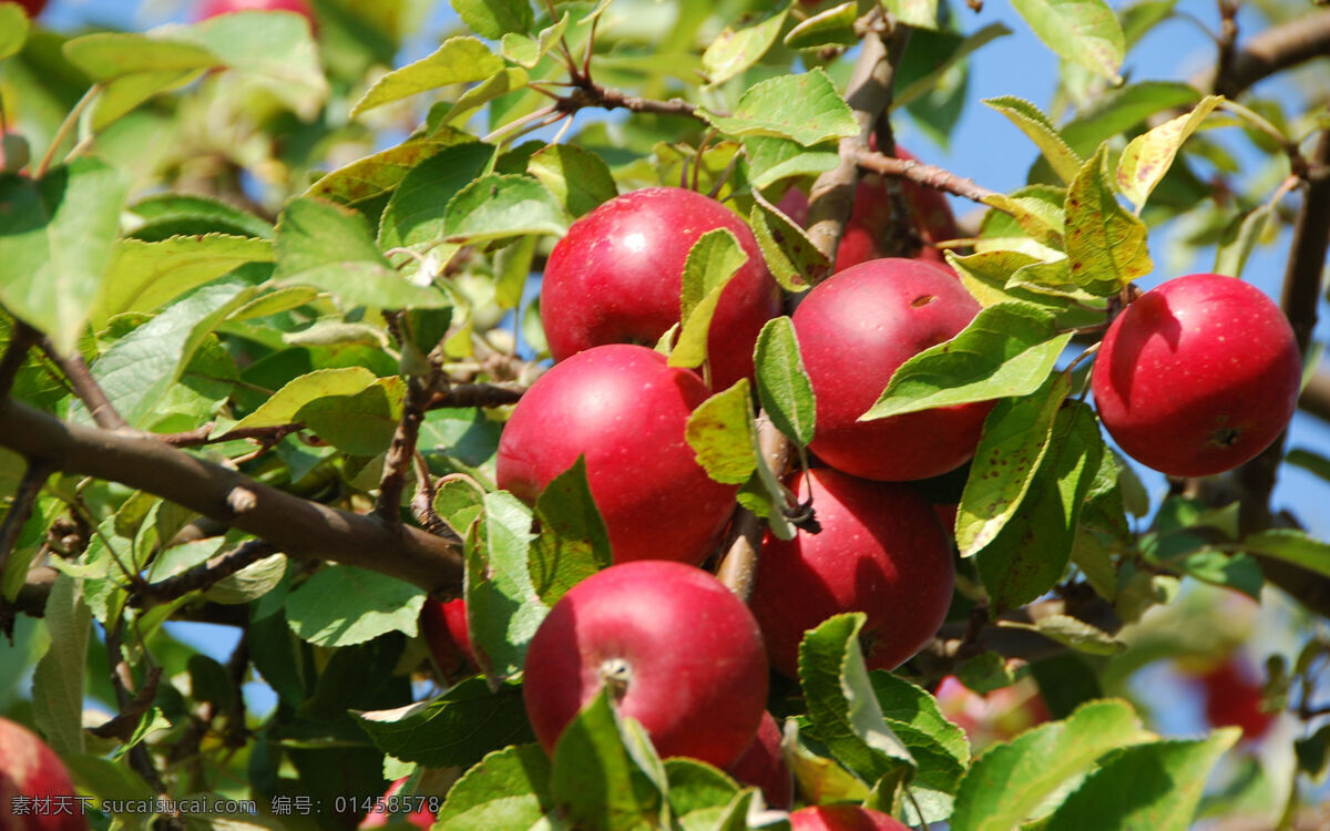 树上 红彤彤 苹果 水果 枝头 树枝 树木 树叶 自然生物 生物世界