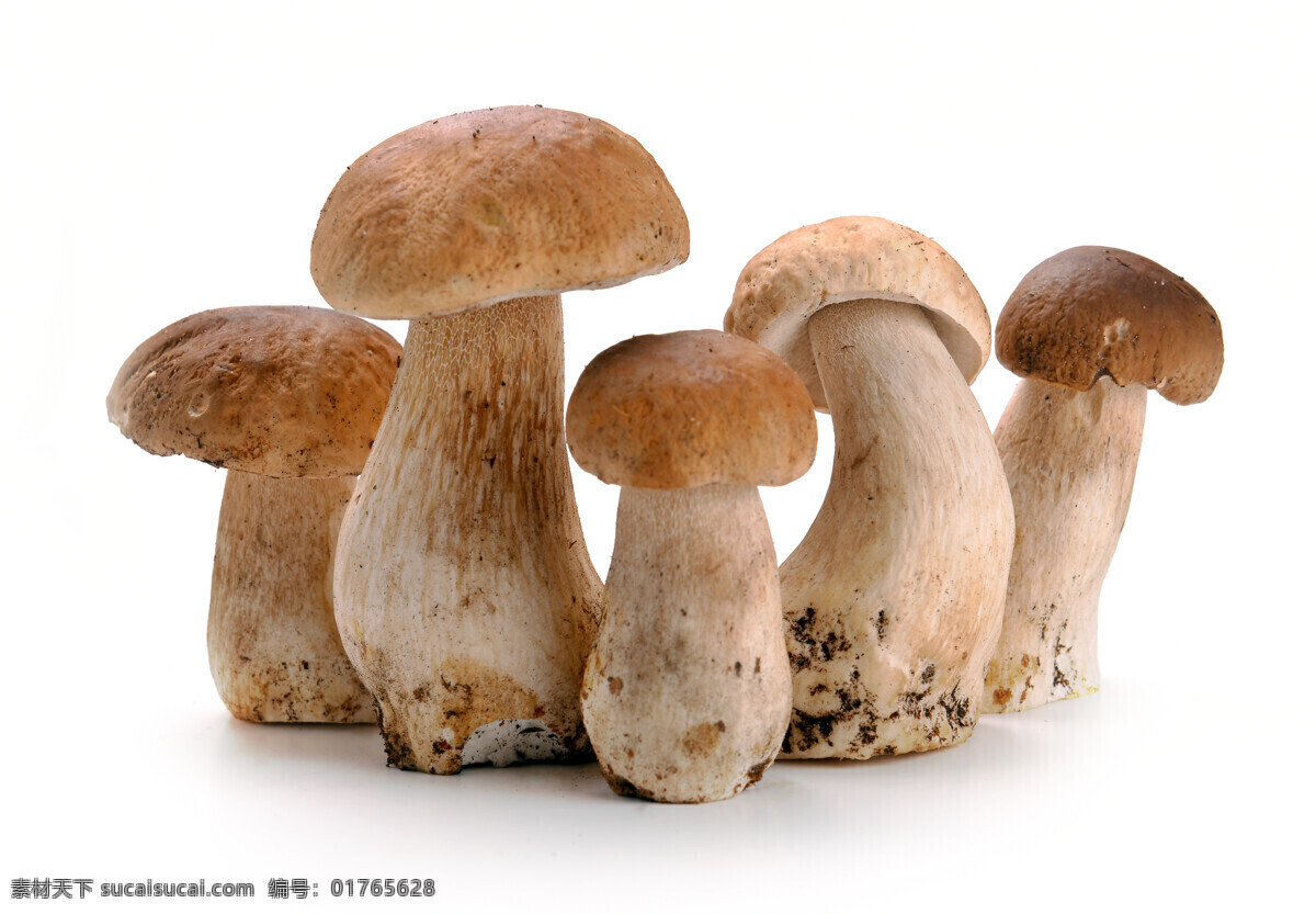 野生 食用 蘑菇 可食用蘑菇 食用蘑菇 牛肝菌 菌類 野生蘑菇