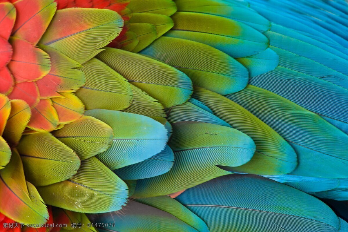 羽毛 鸚鵡 八哥 鳥類 飛鳥 唯美 飛禽走獸 生物世界