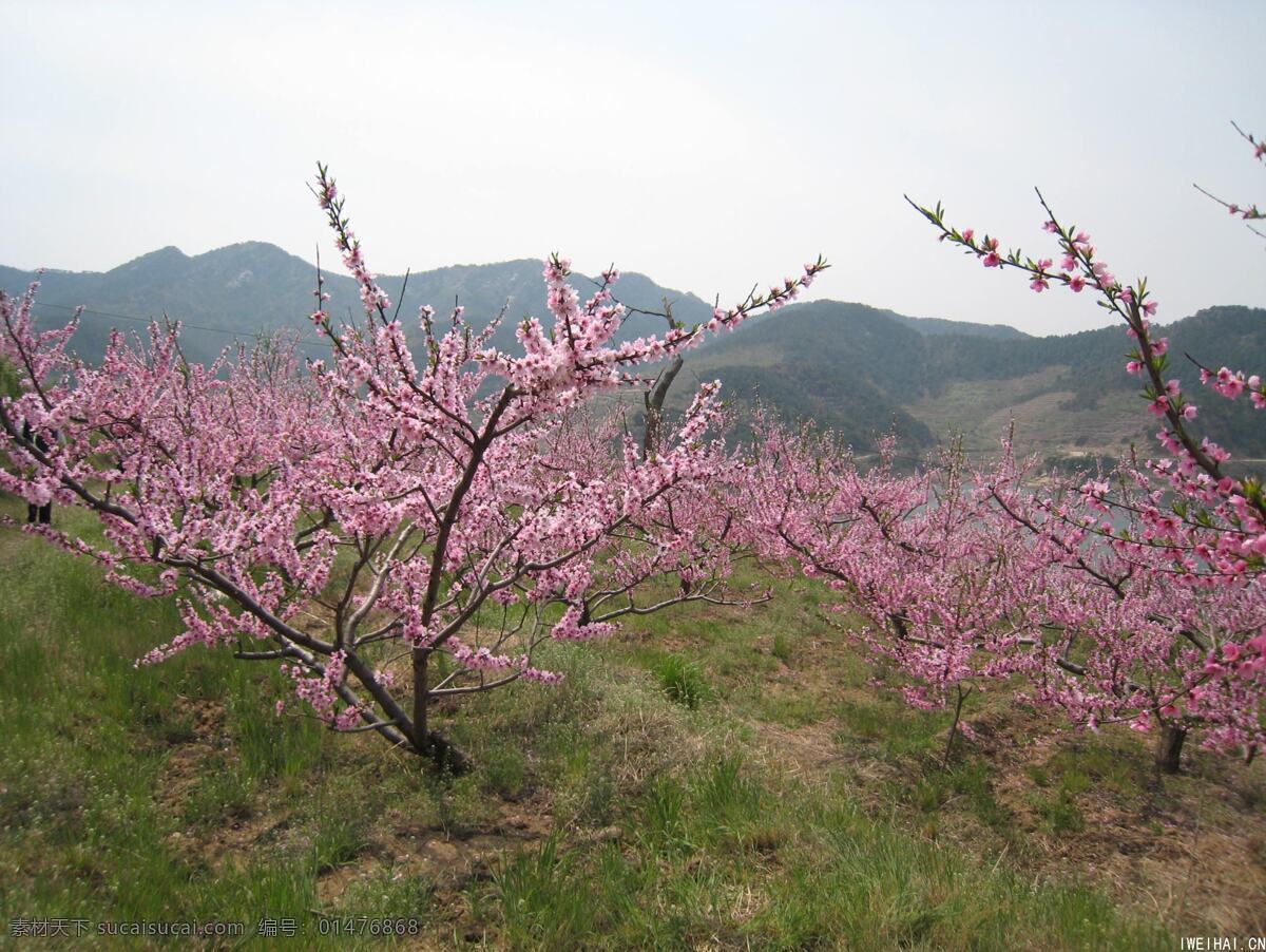 背景 春天 底圖 粉色 風景 紅花 花 花草 桃花 三月 鮮花 生命 景 特寫 生物世界 psd源文件
