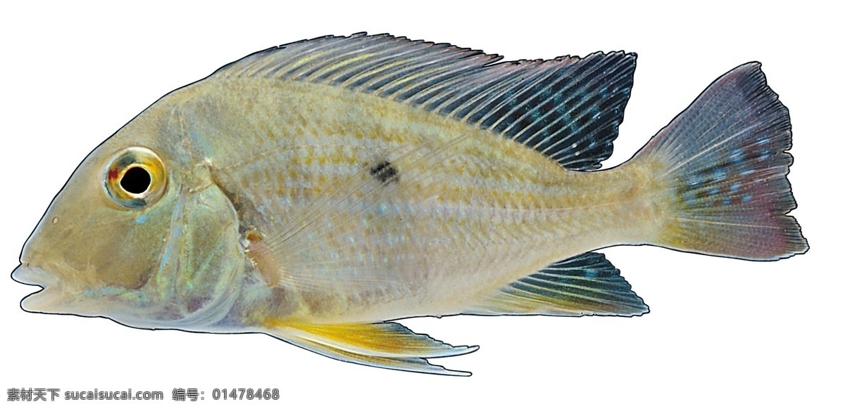 魚類筆刷 魚類 魚躍 水中魚 魚