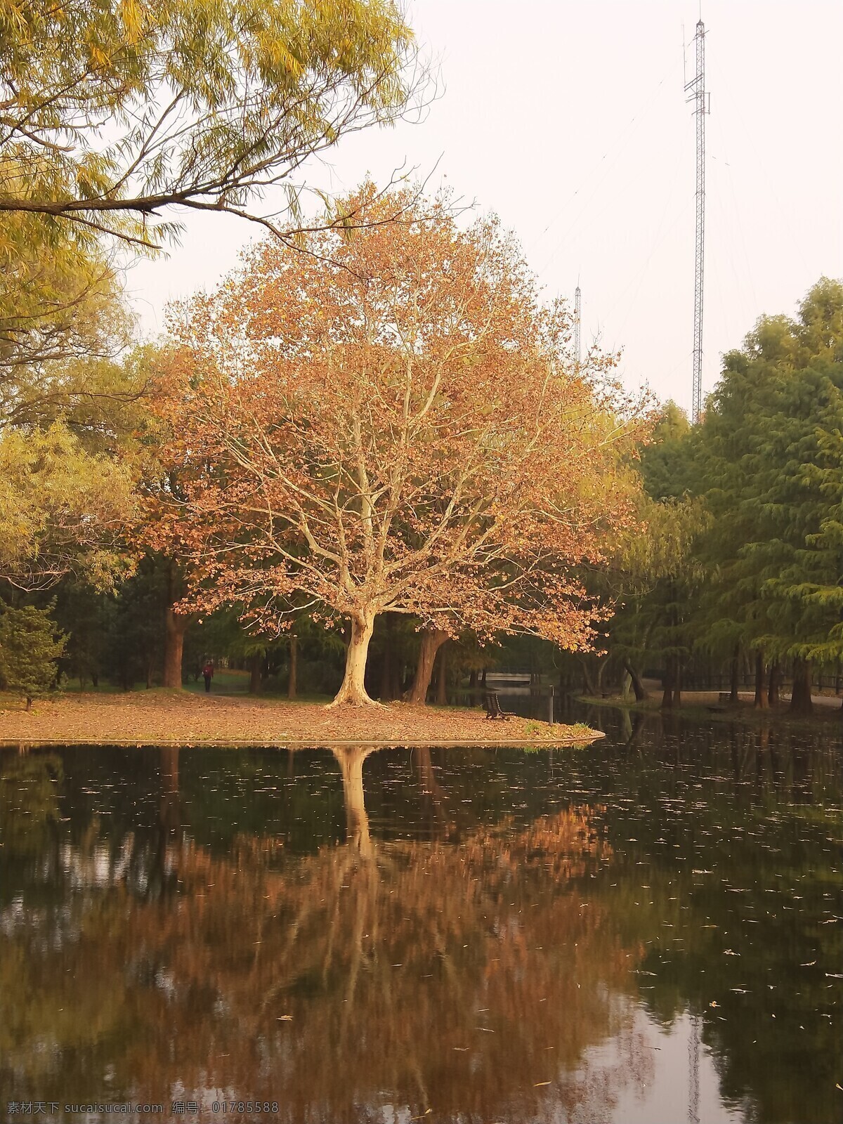 秋天 梧桐樹(shù) 湖邊 倒影 梧桐 自然風(fēng)景 安靜 寂靜 自然景觀