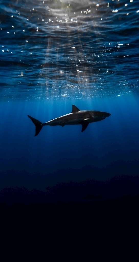 深海鱼图片 鱼 大海 深海 蓝色 意境 手机壁纸 自然景观