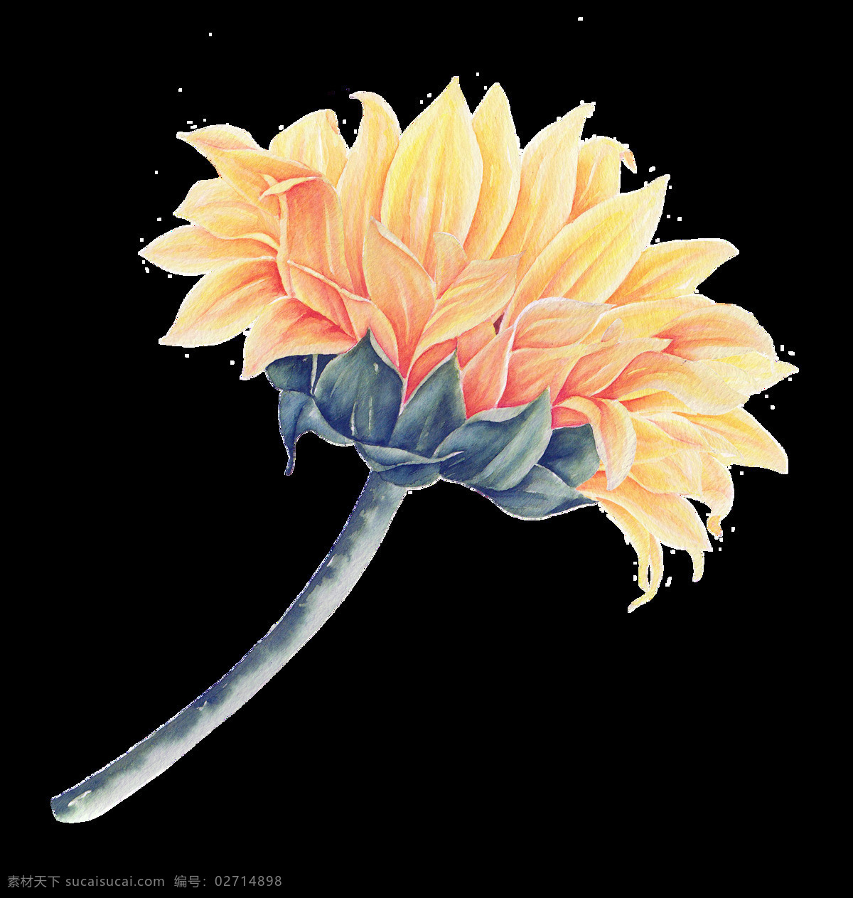 手绘 精美 向日葵 免 扣 合集 绿色 花朵 花卉 插画 黄色 黑色 花瓣 绿叶 叶子 植物 卡通 透明素材 装饰图案 淘宝 手账素材