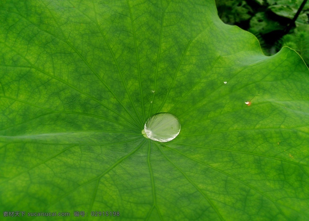 荷葉 戶外 夏天 季節(jié) 自然 環(huán)境 植物 園藝 社區(qū)美景 生長 居住區(qū) 彩色圖片 白晝 水平構(gòu)圖 自然美 環(huán)境保護(hù) 水 河流 小溪 魚 魚類 鯉魚 錦鯉 動(dòng)物群 水池 湖 花園 葉子 水珠 露珠 清新 綠色 自然紋理 水生植物 寧靜 活力 特寫 滿畫幅 池塘 自然景觀 自然風(fēng)景