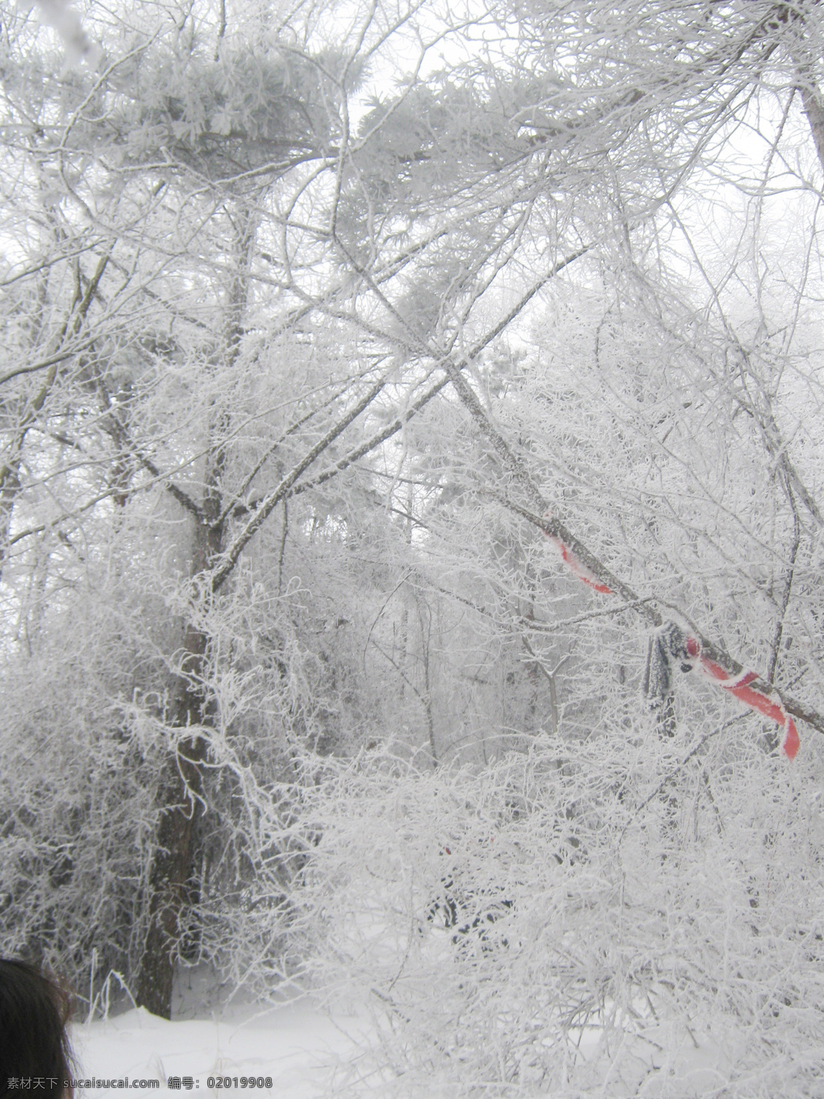 雪景 冬季 雪山 嶗山 雪 國內(nèi)旅游 旅游攝影 灰色