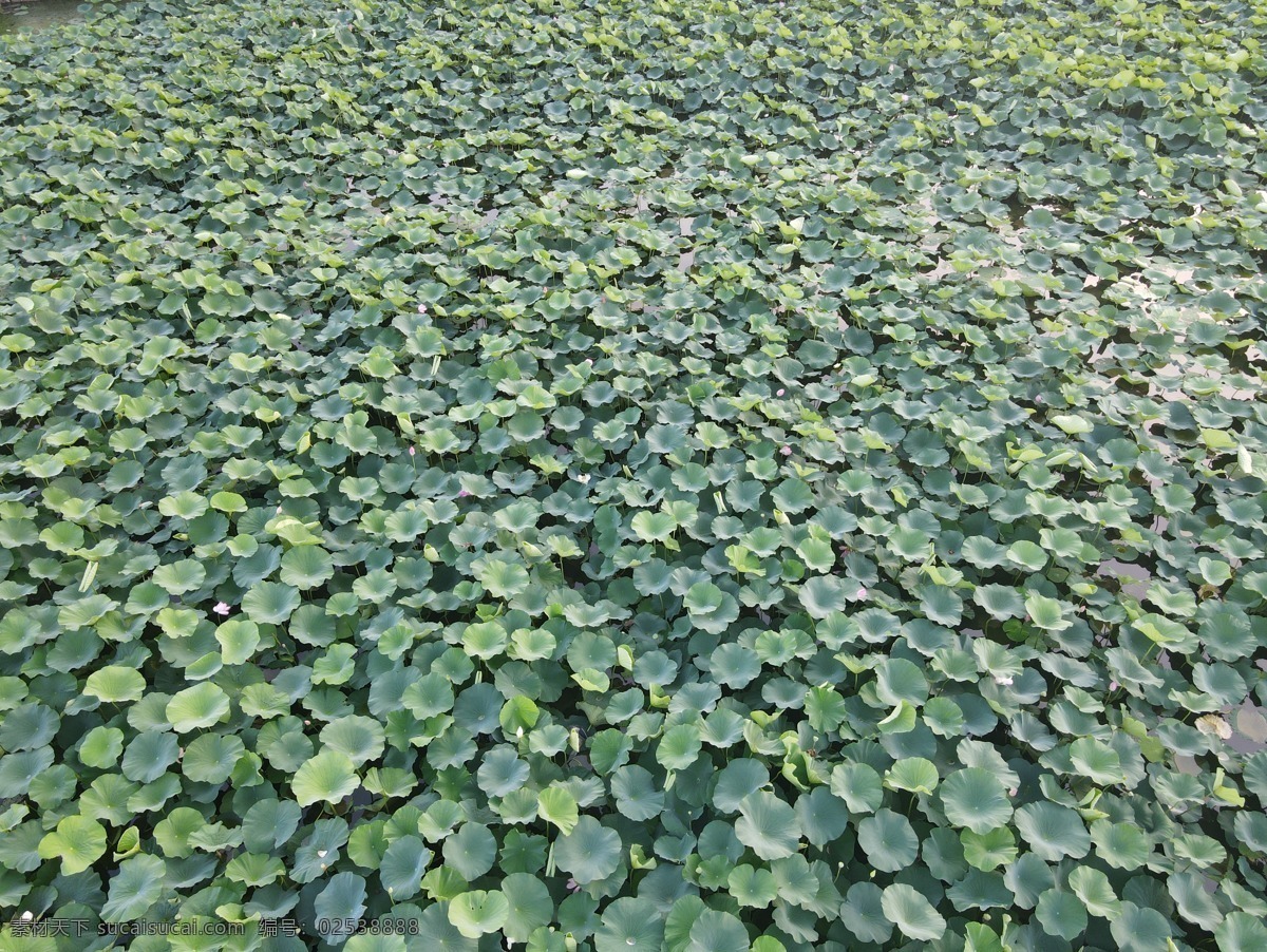 荷花 荷葉 湖 海 水圖片 水 水面 藍(lán)色 自然景觀 山水風(fēng)景