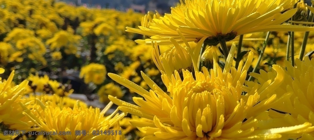 金絲皇菊圖片 金絲皇菊 菊 花 黃色 菊花 自然景觀 自然風(fēng)景
