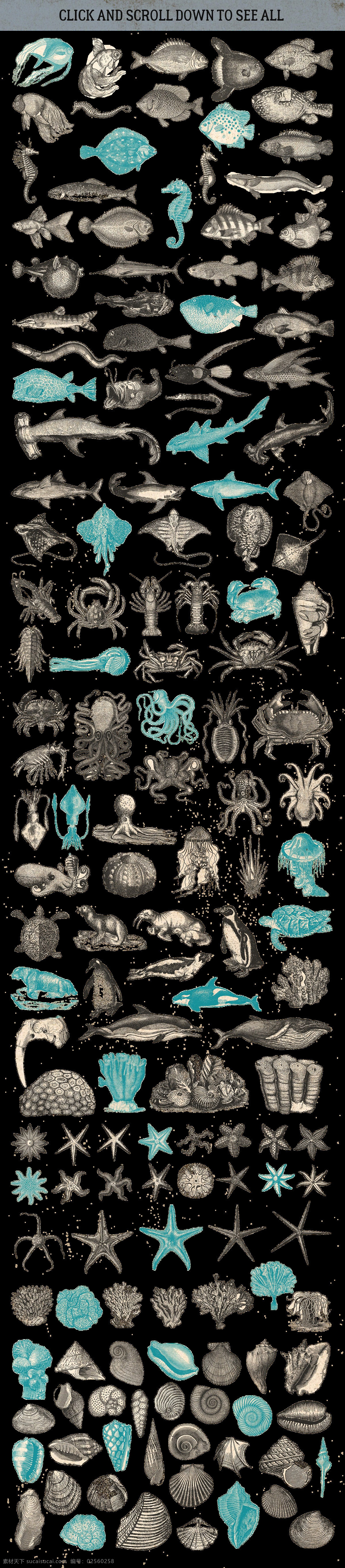 素描 绘制 海洋 各类 生物 动物 海马 海星 海洋生物 海洋素材 龙虾 螃蟹 贝壳
