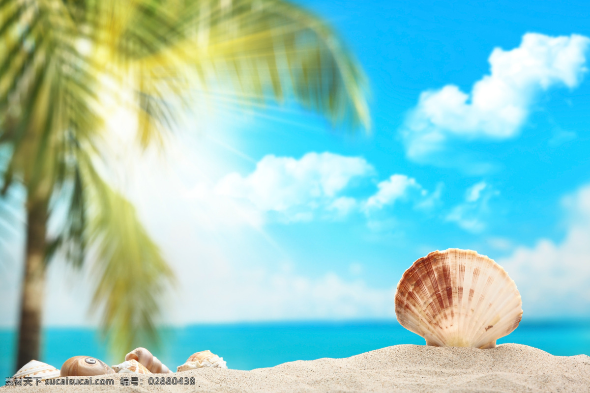 阳光 下 沙滩 夏天 夏日 太阳 贝壳 椰树 其他类别 生活百科