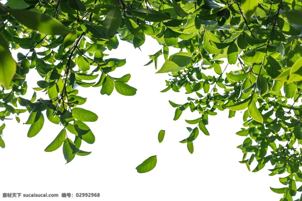 树叶 枝头 夏季 绿色 背景 海报 png格式