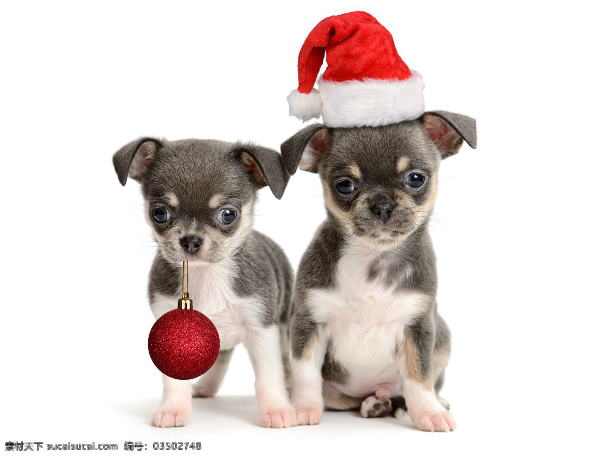 可爱圣诞小狗 可爱 小狗 圣诞帽 圣诞球 圣诞动物 动物 圣诞节 陆地动物 生物世界 白色