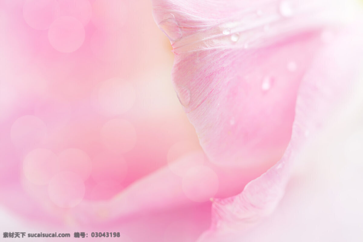粉色 花瓣 背景图片 粉色背景 光晕 水珠 花 唯美 背景 底纹边框 背景底纹