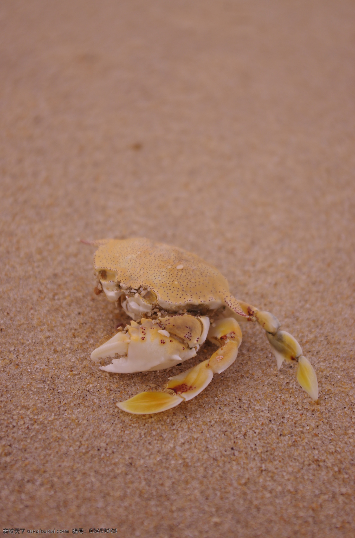 海滩 已 离去 空壳 蟹 空壳蟹 蟹子 螃蟹 沙滩 海洋生物 生物世界