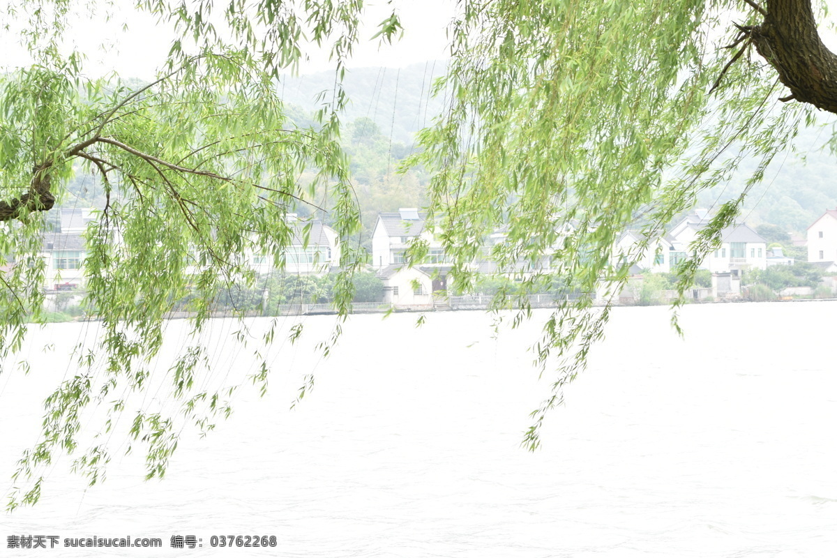 嘉兴 南北湖 湖面 风光 岸边 柳树 四月 春季 高清图 旅游摄影 国内旅游