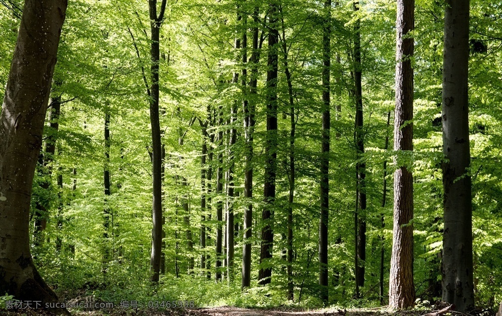 森林树木 自然 景观 户外 植物 旅行 莫斯尔 软木 夏 森林 热带 夏季 树木 自然景观 自然风景