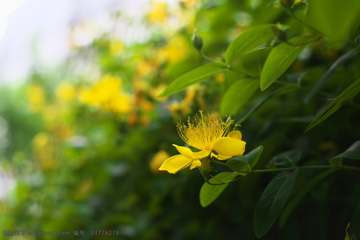 金絲桃 金絲海棠 金線蝴蝶 黃色的花 鮮艷 盛開的花朵 觀賞花木 庭院 花草樹木 生物世界 花草