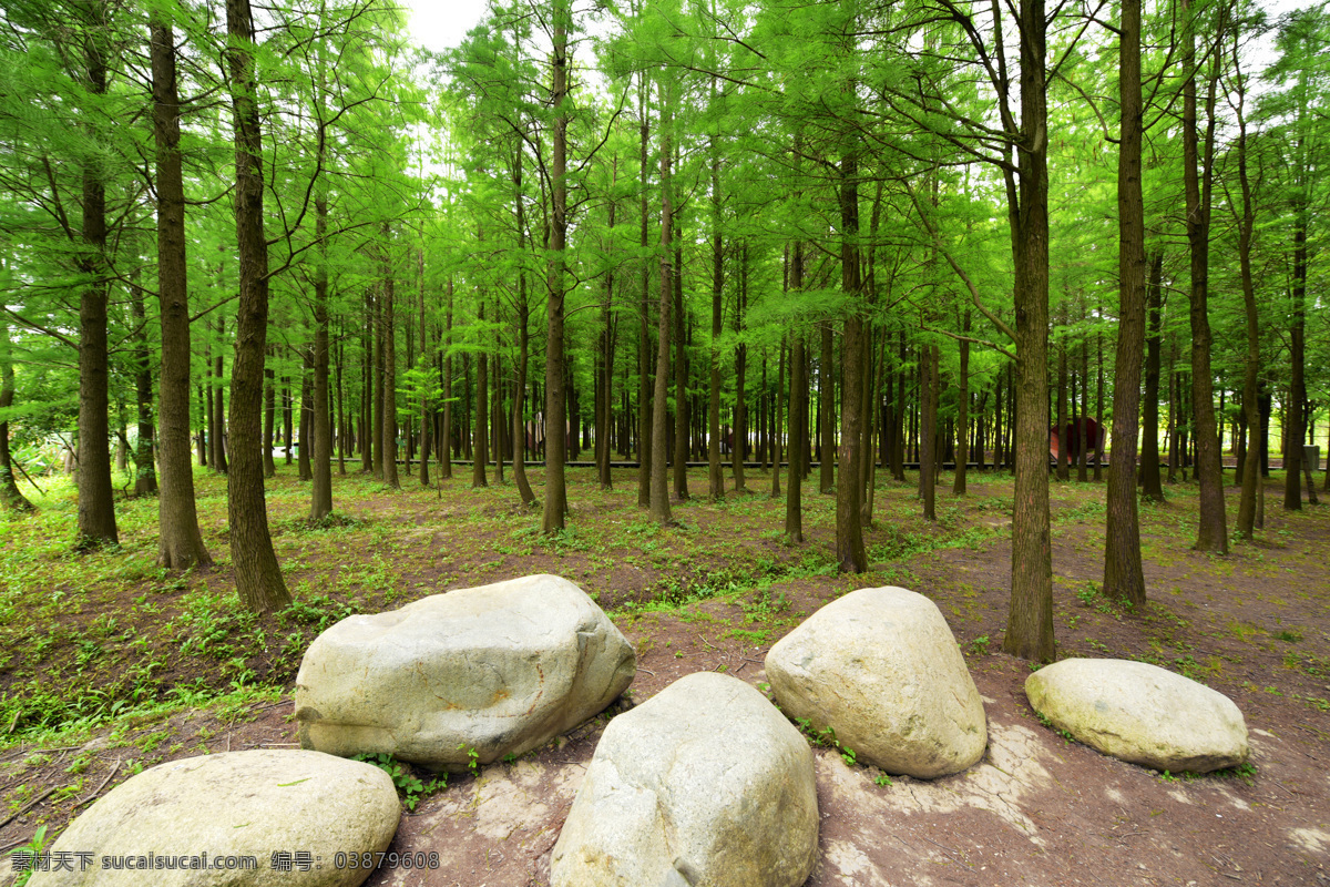 森林中的石头 森林 绿色 生机 树木 树林 绿叶 石头 自然风景 风光 郊野 公园 活力森林 自然景观