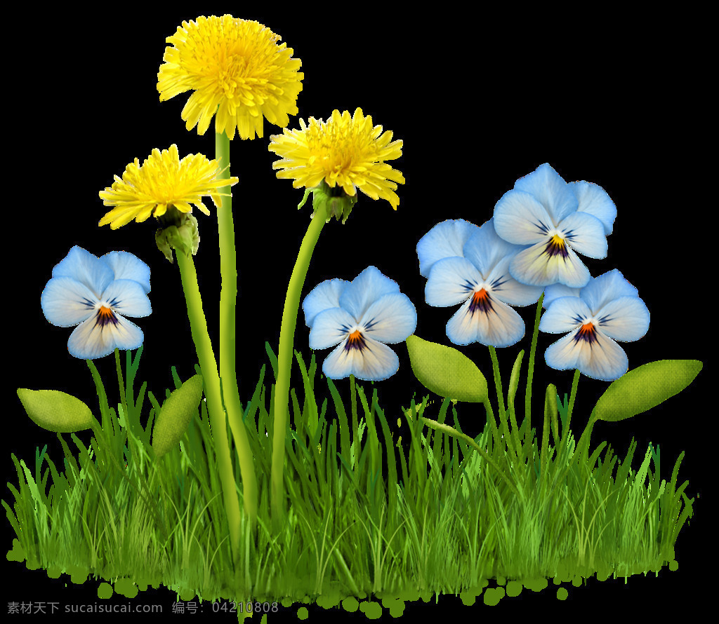 清新 花草 黄色 菊花 蓝色 喇叭花 元素 png元素 黄色菊花 蓝色喇叭花 免抠元素 透明元素