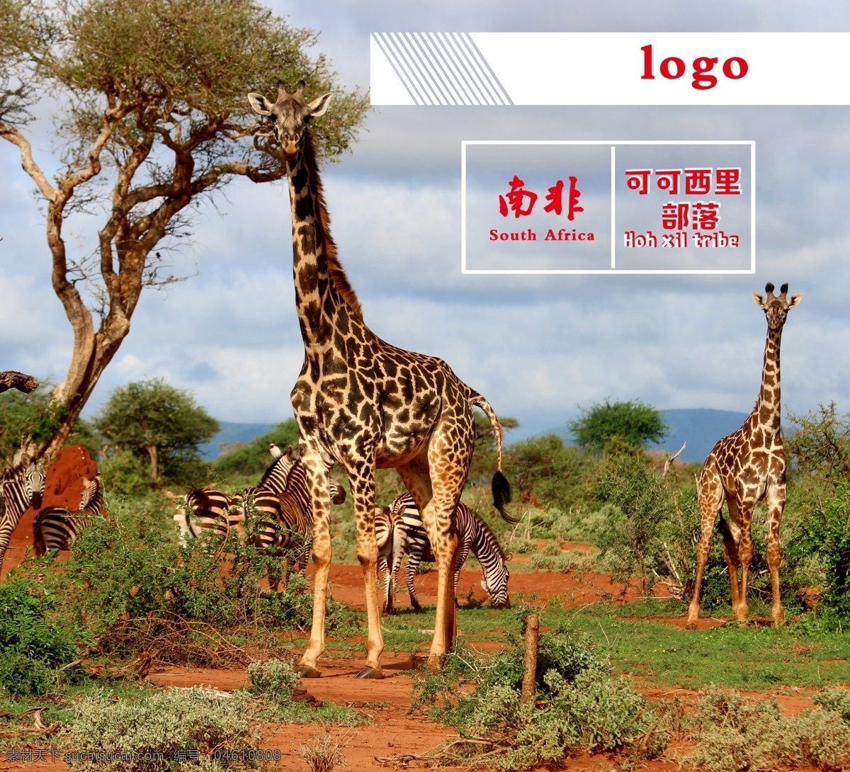 南非 长颈鹿 非洲 热带图片 展板 展会 喷绘布 文化 背景板 热带 动物 展板模板