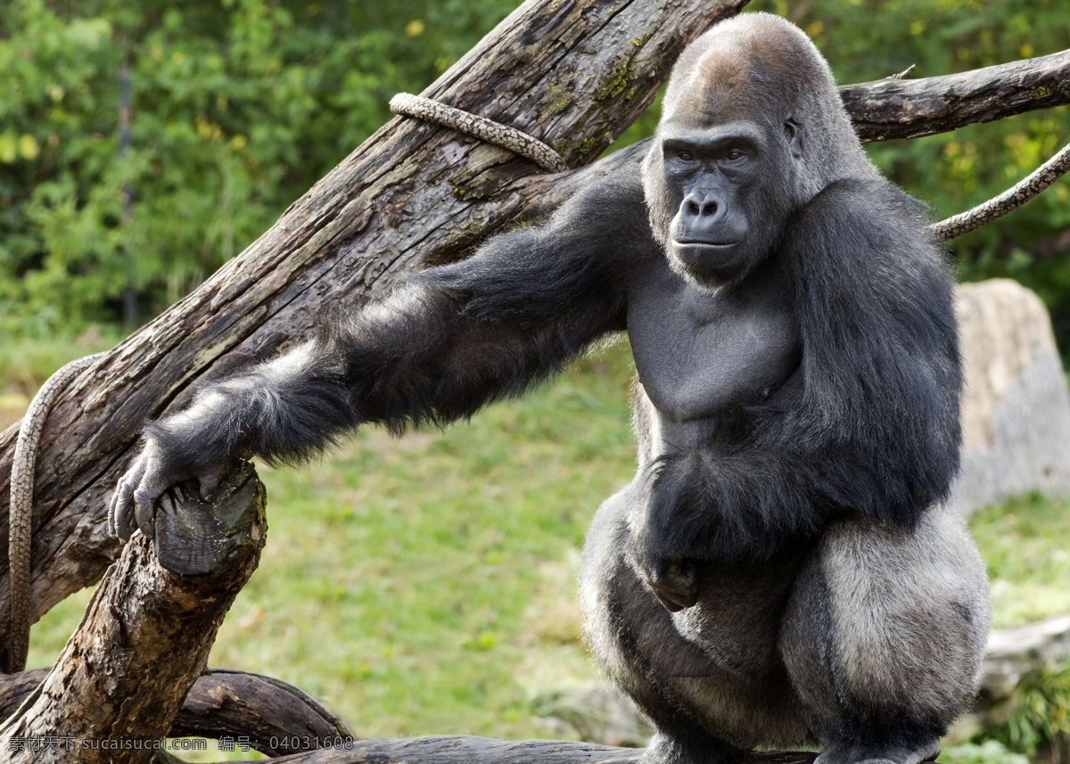 动物园 里 大猩猩 猩猩 陆地动物 生物世界 黑色