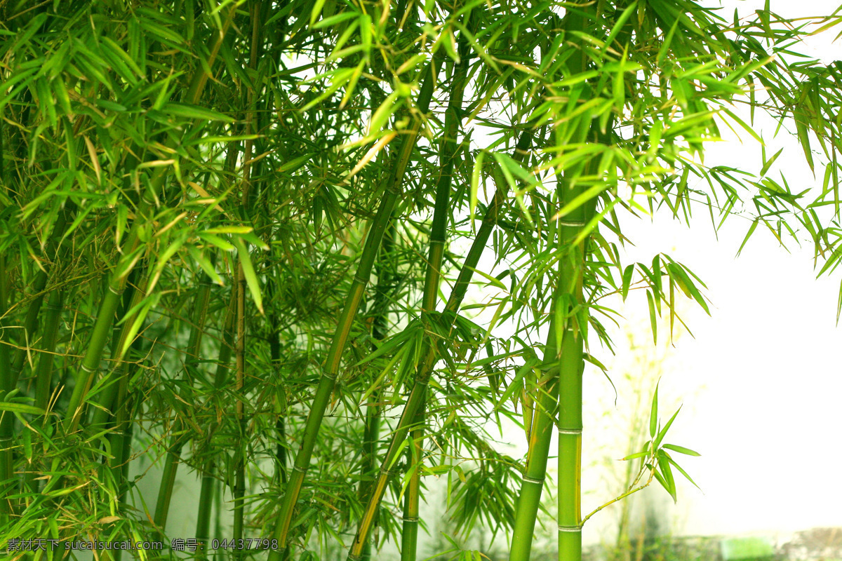 竹林图片 绿色 竹子 竹林 一丛丛 竹叶 风景 自然景观 自然风景