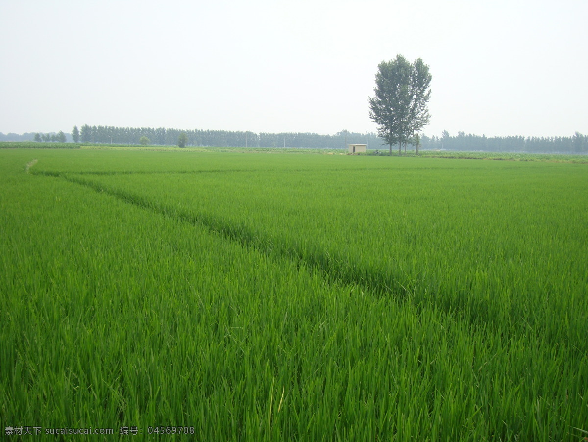 稻田 水稻 夏季 鄉(xiāng)間 拍攝 自然景觀 田園風光
