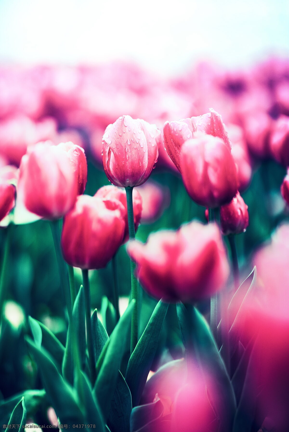 唯美 郁金香 红色 花朵 唯美郁金香 红色郁金香 唯美花朵 红色花朵 生物世界 花草