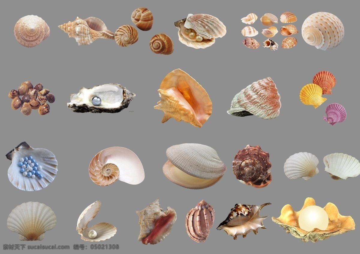 贝壳图片 贝壳 珍珠 海螺 螺 海洋生物 生物世界 透明底 免抠图 分层图 分层 动物透明底