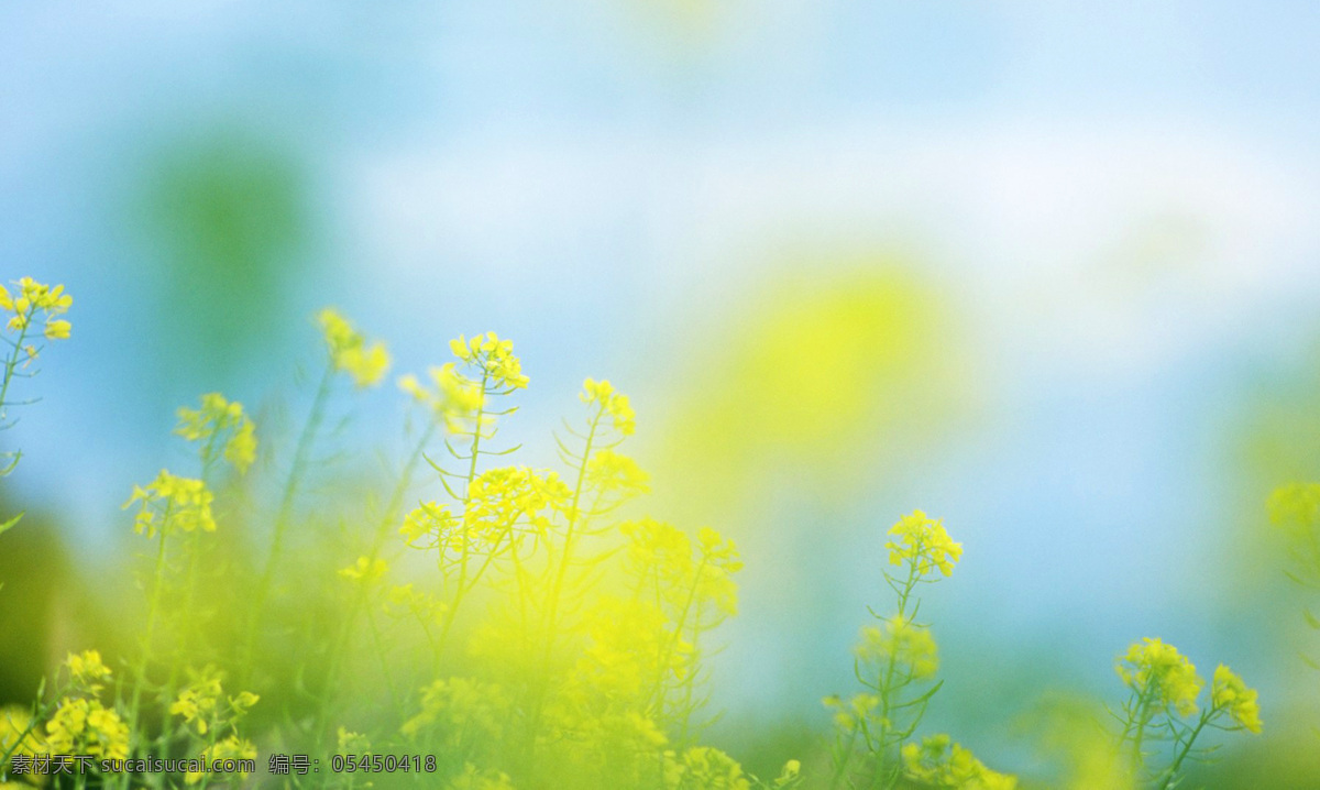 朦胧 柔和 花卉图片 虚化 艺术 效果 鲜花 植物 自然 绿色