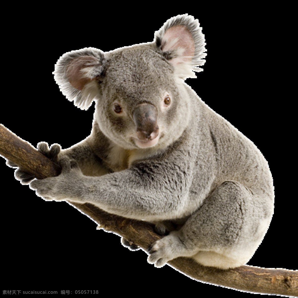 考拉图片 树袋熊 考拉 无尾熊 png图 透明图 免扣图 透明背景 透明底 抠图 生物世界 野生动物