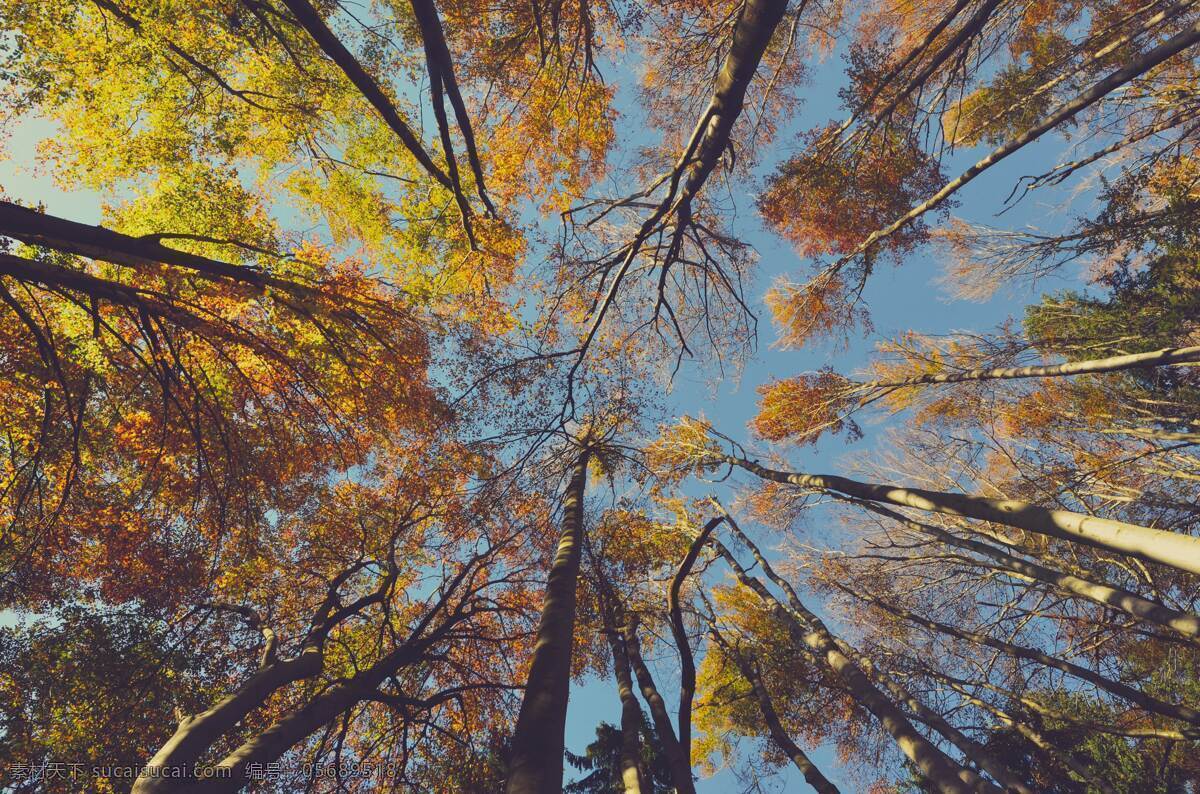 秋天树林 森林 树木 天空 风景 落叶 树枝 蓝天 壁纸 自然景观 自然风景