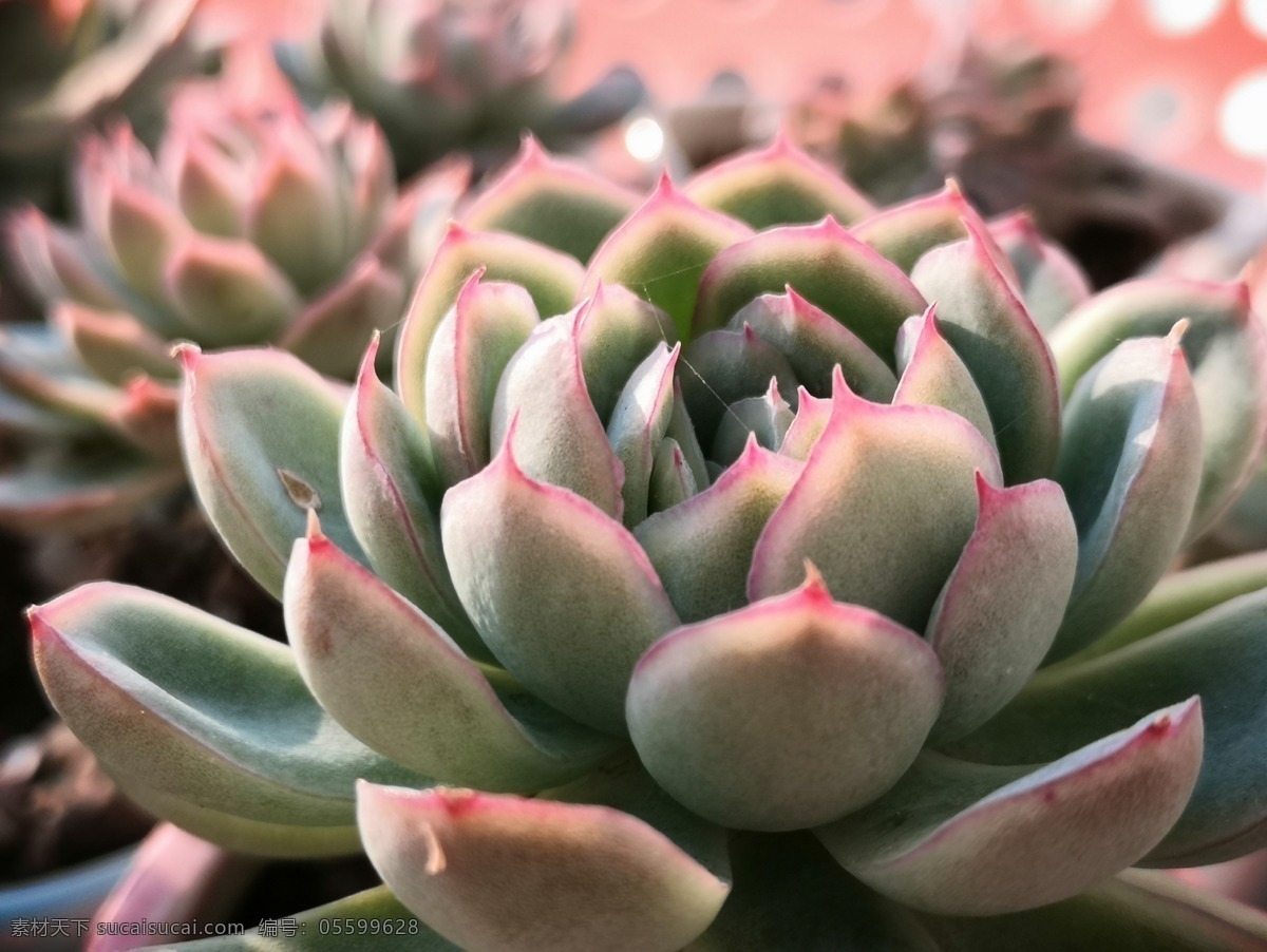 多肉植物圖片 多肉 植物 月影系 自然 微距 生物世界 花草