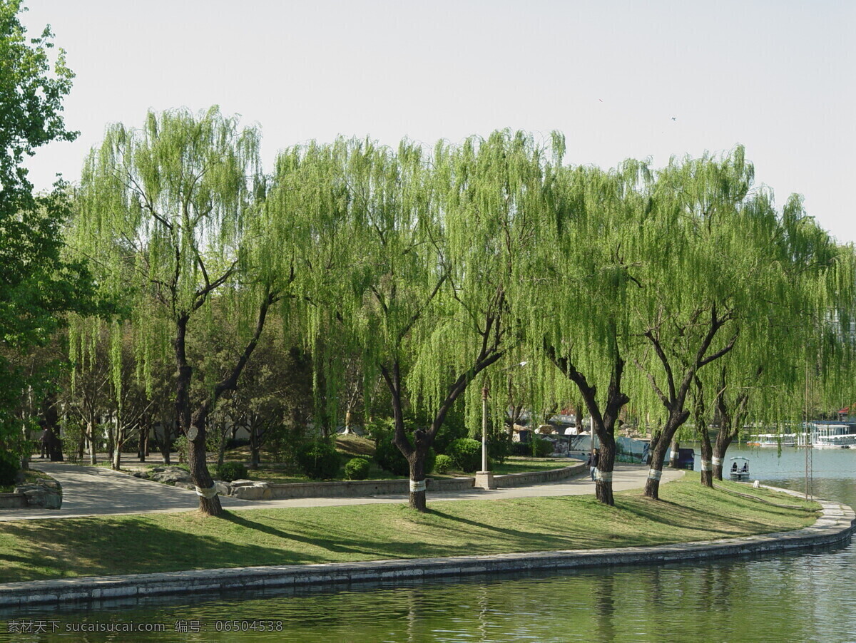 綠樹成蔭 綠樹 成蔭 岸邊 流水 柳樹 山水風(fēng)景 自然景觀