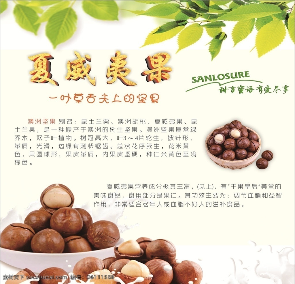 夏威夷果介紹 夏威夷果圖 干果 干果介紹