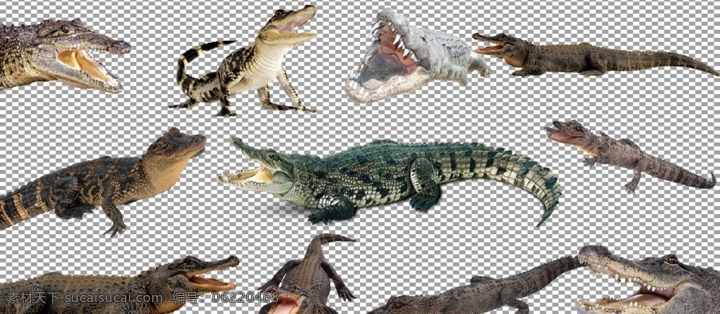鳄鱼图片 鳄鱼 鳄 巨鳄 鱼 非洲 爬行动物 食肉动物 沼泽 扬子鳄 生物世界 透明底 免抠图 分层图 分层 动物透明底